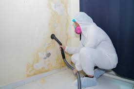 Environmental Consulting for Mold Prevention in Burlington, VT